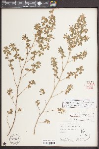 Kummerowia stipulacea image