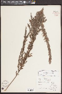 Lespedeza cuneata image