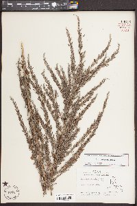 Lespedeza cuneata image
