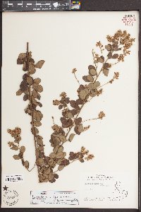 Lespedeza hirta image