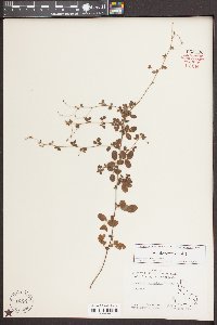 Lespedeza procumbens image