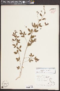 Lespedeza repens image