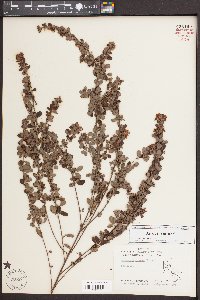 Lespedeza stuevei image