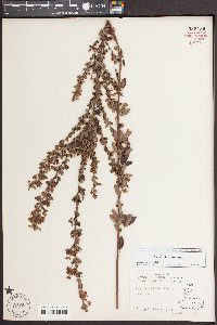 Lespedeza stuevei image