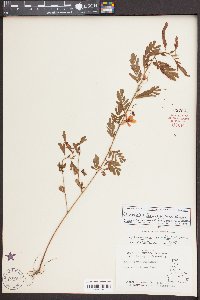 Chamaecrista fasciculata var. fasciculata image