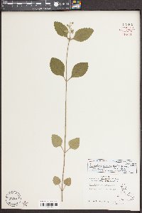 Scutellaria elliptica var. elliptica image