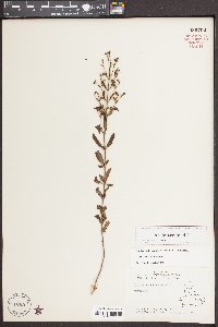 Trichostema dichotomum image