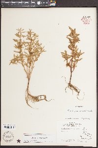 Rotala ramosior image