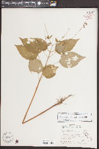 Circaea canadensis image