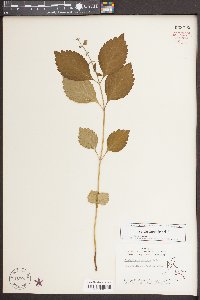 Scutellaria serrata image