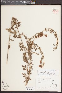 Lespedeza stuevei image