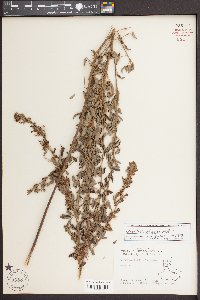 Lespedeza stuevei image