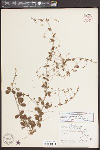 Lespedeza procumbens image