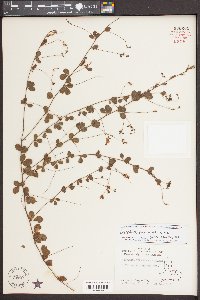 Lespedeza procumbens image