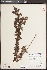 Lespedeza hirta image