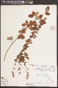 Lespedeza hirta image