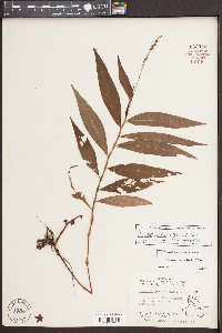 Persicaria setacea image