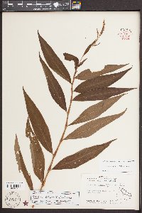 Persicaria setacea image