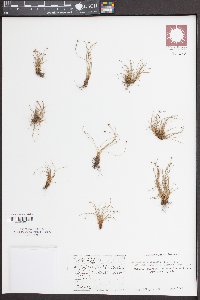 Eleocharis geniculata image