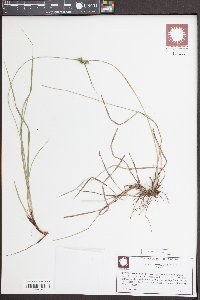 Carex complanata image