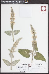 Stachys albens image