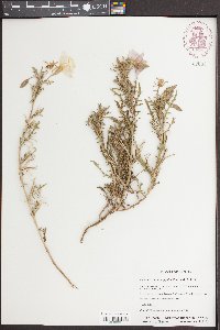 Oenothera coronopifolia image