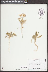 Oenothera deltoides image