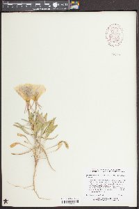 Oenothera deltoides subsp. deltoides image