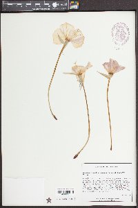 Oenothera flava image