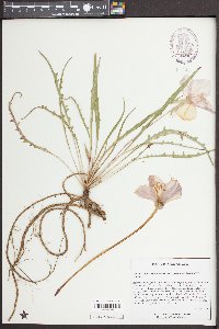 Oenothera flava image