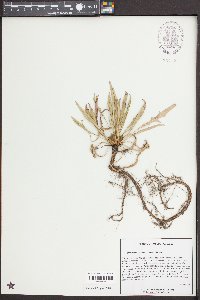 Oenothera flava image