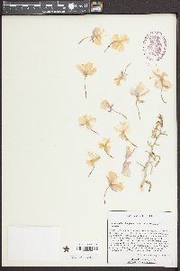 Oenothera pallida image