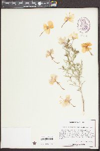 Oenothera pallida subsp. pallida image