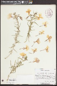 Oenothera pallida subsp. pallida image