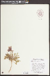 Oenothera primiveris image