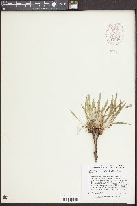 Oenothera flava subsp. flava image