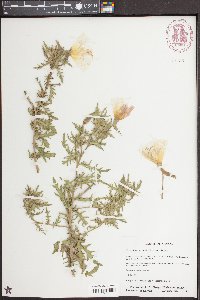 Oenothera grandis image