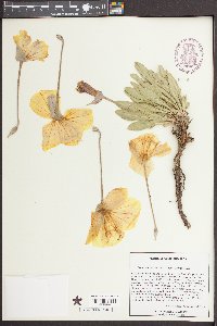 Oenothera howardii image