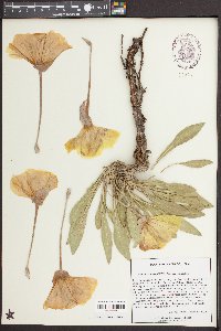 Oenothera howardii image