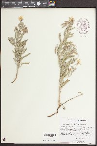 Oenothera latifolia image