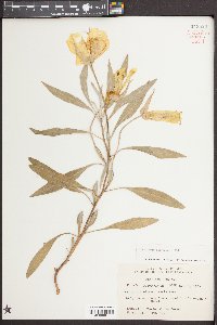 Oenothera macrocarpa image