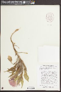 Oenothera psammophila image