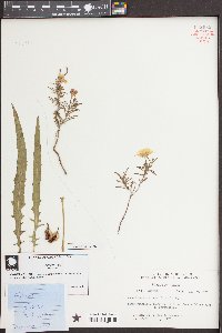 Oenothera spachiana image