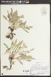 Oenothera triloba image