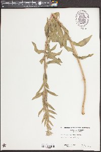 Oenothera villosa image