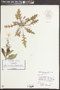 Oenothera wigginsii image