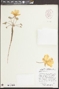 Oenothera xylocarpa image