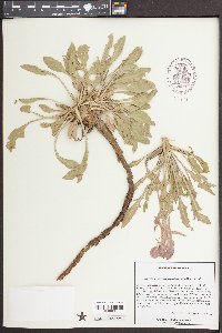 Oenothera cespitosa var. cespitosa image