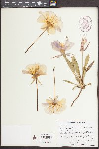 Oenothera cespitosa subsp. macroglottis image