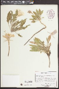 Oenothera cespitosa image